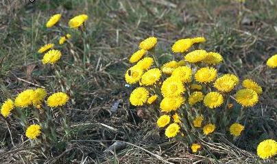 coltsfoot