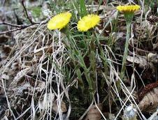 coltsfoot